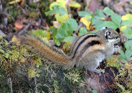 A squirrel is seen in the Potatso National Park in Shangri-La, southwest China's Yunnan Province, Oct. 13, 2008.