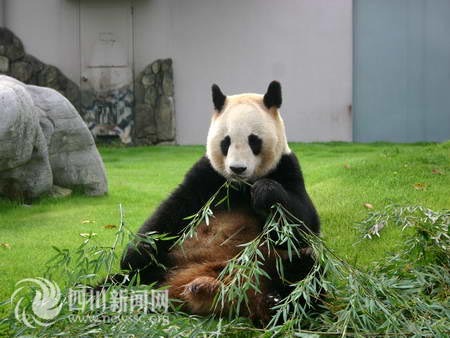 Female giant panda Mei Mei, who arrived in Japan in 2000 from China, died Wednesday at the age of 14, at the Adventure World Amusement Park in Japan, Kyodo News Agency reports.