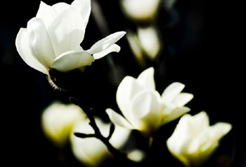 Sweet osmanthus in bloom. [baidu.com] 