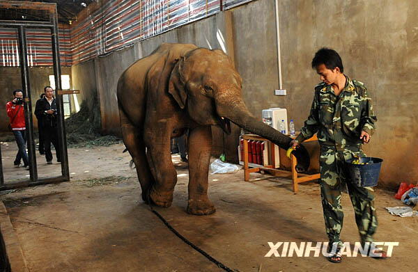Four-year-old male Asian elephant Xiguang who was cured of heroin addiction in southwest China has been declared unfit for the wild, local zoo keepers said on October 19, 2008. 