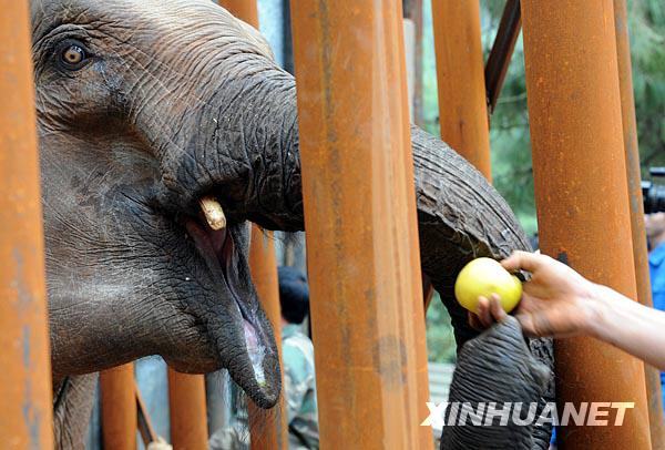 Four-year-old male Asian elephant Xiguang who was cured of heroin addiction in southwest China has been declared unfit for the wild, local zoo keepers said on October 19, 2008. 