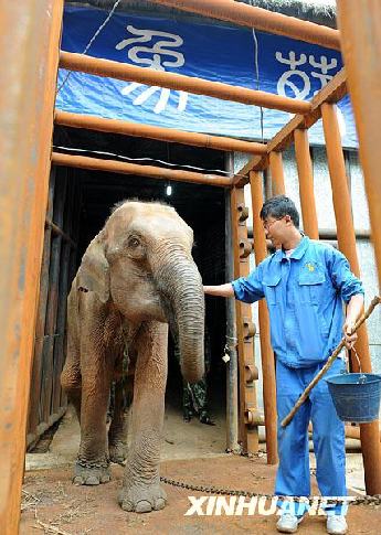 FAsian elephant Baitui walks into the cage.