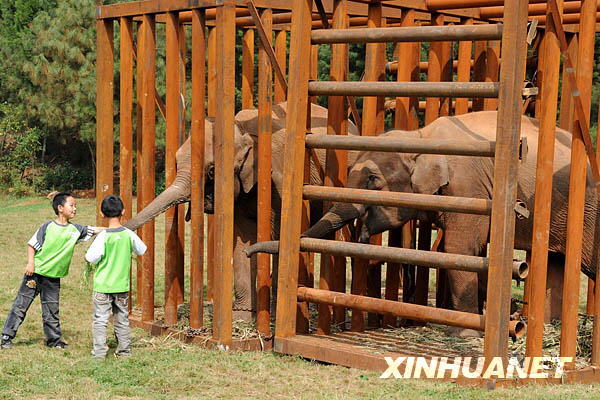 Two children feed the elephants in the Yunnan Wildlife Park. 