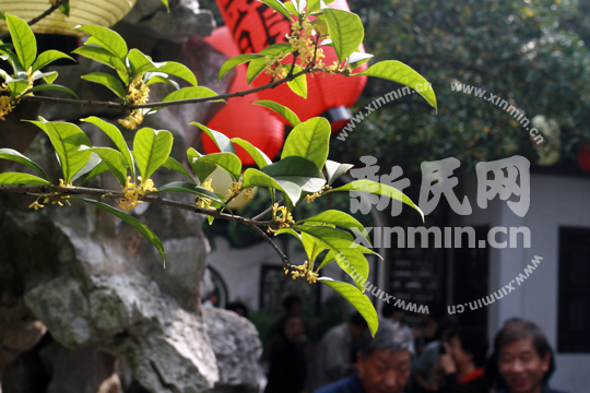 Sweet osmanthus in bloom in Shanghai. 