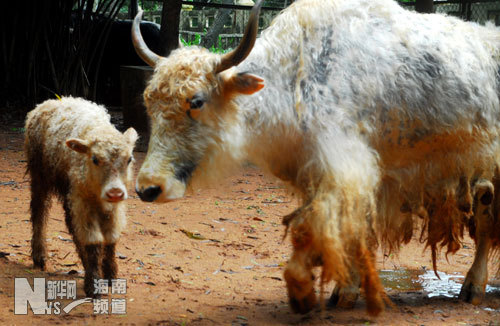 One-month-old yak enjoys a happy life together with his mother in Jinniu Safari Park in Haikou, capital of Hainan Province on September 25, 2008.