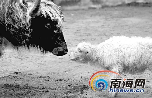 One-month-old yak enjoys a happy life together with his father in Jinniu Safari Park in Haikou, capital of Hainan Province on September 25, 2008.