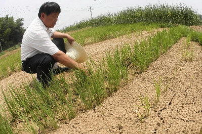 The drought in central China's Hunan Province has affected 33,000 hectares of cropland. 