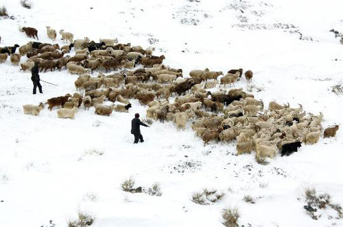 Farmers herd goats and sheep in snowfield in Hami, Xinjiang Uygur Autonomous Region on Tuesday, October 21, 2008. [Photo: Xinhua]