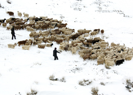 Two shepherds tend their sheep in the snow in a mountainous region in Haimi, Xinjiang Uygur autonomous region, October 21, 2008. The 40-centimeter-snowfall led to the closure of some roads and a major highway in the region. [Xinhua] 