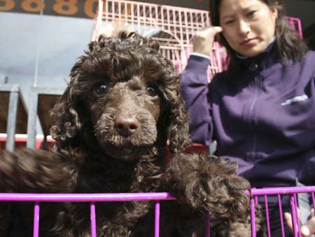 A brown poodle puppy looks over the bars of its cage as it waits to be sold at the Tongzhou dog market in Beijing October 11, 2008. The increasingly affluent China's post-1990 boom in pet dog ownership has seen exotic breeds from around the world displace old favourites such as the once ubiquitous Pekingese from Beijing city streets. [China Daily/Agencies]
