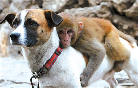 A dog recently became father to a little monkey in a park in Jiaozuo, Henan Province. Animal keepers put a dog named Sai Hu in the monkey's area when they found a baby chimp was being bullied by adult monkeys.