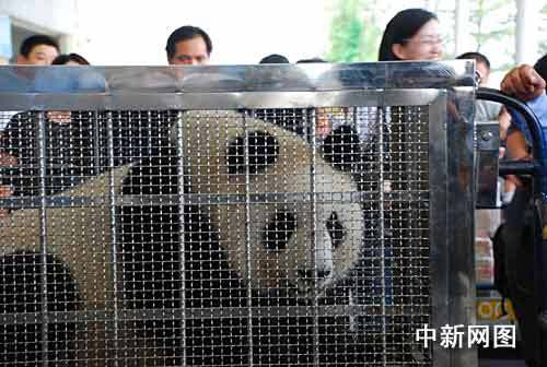 Giant pandas Leshan and Zhenda arrived at Anji County in Zhejiang Province on Wednesday to settle in their second home. They were moved from the Chengdu Giant Panda Breeding and Research Base, Sichuan Province.