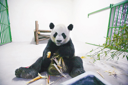 Giant pandas Leshan and Zhenda arrived at Anji County in Zhejiang Province on Wednesday to settle in their second home. They were moved from the Chengdu Giant Panda Breeding and Research Base, Sichuan Province.