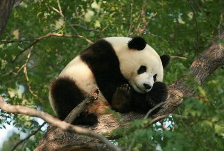 'Olympic Pandas' come out to welcome tourists during the Games in Beijing Zoo. [sohu.com] 