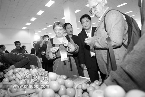 Foreign experts taste oranges in Hubei Province.