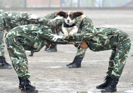 A rescue dog jumps during a fire fighting skills presentation in Jinan, capital of east China&apos;s Shandong Province, on Oct. 25, 2008. The four dogs, which had received special training of fire fighting at the training center of Fire Controlling Bureau of Shandong Province for two years, are important assistants of the firemen during their daily patrol.