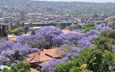 The jacaranda trees are seen in Pretoria, South Africa, Oct. 26, 2008. Pretoria is known as the Jacaranda City for all the purple blossom-bedecked trees which line its thoroughfares.