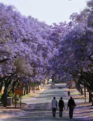 People stroll under the jacaranda trees in Pretoria, South Africa, Oct. 26, 2008. Pretoria is known as the Jacaranda City for all the purple blossom-bedecked trees which line its thoroughfares. [Xinhua]