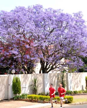 People run under the jacaranda trees in Pretoria, South Africa, Oct. 26, 2008. Pretoria is known as the Jacaranda City for all the purple blossom-bedecked trees which line its thoroughfares. 