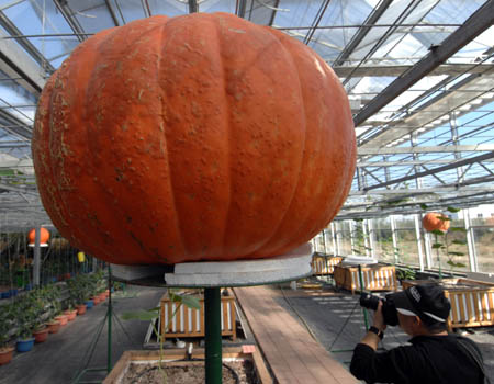A photographer takes photo of a huge pumpkin growing in an intelligent greenhouse in Xiqing District in Tianjin, north China. The greenhouse is built to show new agricultural technologies, such as soilless culture and drip irrigation etc., as a model of modern sightseeing agriculture.