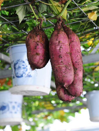 Photo taken on Oct. 26 shows sweet potatoes growing on a shelf in an intelligent greenhouse in Xiqing District in Tianjin, north China. The greenhouse is built to show new agricultural technologies, such as soilless culture and drip irrigation etc., as a model of modern sightseeing agriculture.