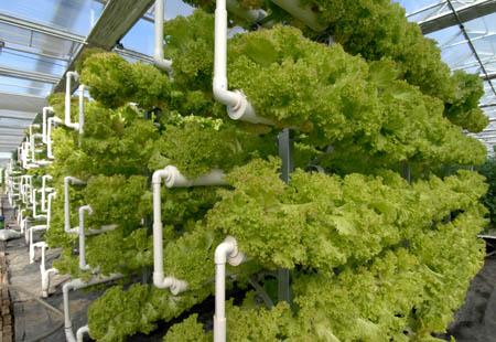 Photo taken on Oct. 26 shows vegetables growing on tubes in an intelligent greenhouse in Xiqing District in Tianjin, north China. The greenhouse is built to show new agricultural technologies, such as soilless culture and drip irrigation etc., as a model of modern sightseeing agriculture.