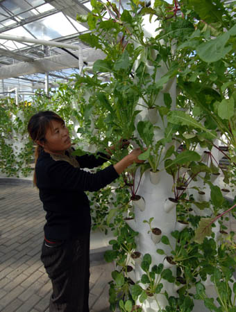 Photo taken on Oct. 26 shows vegetables planted in a technology of three dimensional culture in an intelligent greenhouse in Xiqing District in Tianjin, north China. The greenhouse is built to show new agricultural technologies, such as soilless culture and drip irrigation etc., as a model of modern sightseeing agriculture.