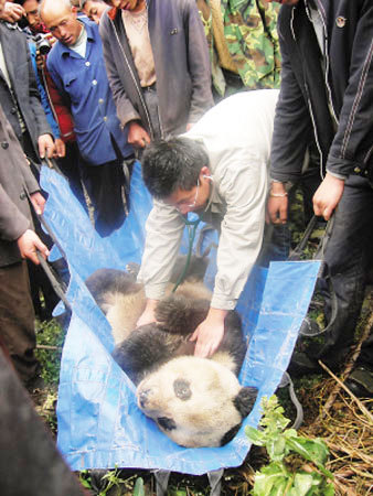 An expert examines a wild giant panda found in a vegetable plot near Wolong Nature Reserve in Sichuan Province on October 26, 2008. [Photo: Beijing Morning Post]