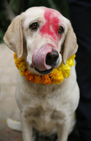 A Labrador police dog licks its face after receiving food during a celebration of a dog festival at a police station in Kathmandu October 27, 2008. Hindus Nepalese all over the country are celebrating this festival by offering food and garland to the dogs for their obedience. [Xinhua]