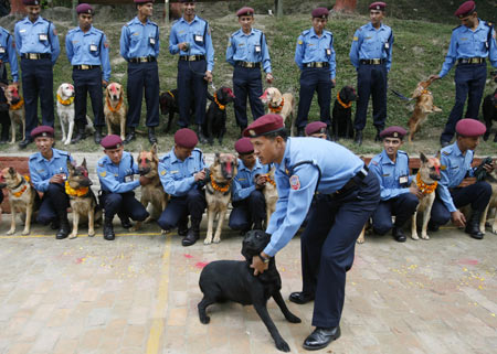 A Labrador police dog is held by a policeman while other dogs are photographed during a dog festival in Kathmandu October 27, 2008. [Xinhua]