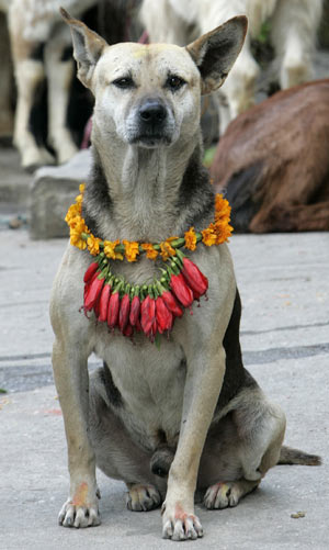 A street dog is seen after being worshipped during a dog festival in Kathmandu October 27, 2008. [Xinhua]