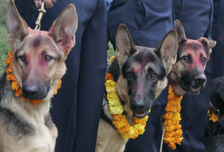 German Shepherd police dogs with garlands stand for photographs during a celebration of a dog festival at a police station in Kathmandu October 27, 2008. [Xinhua]