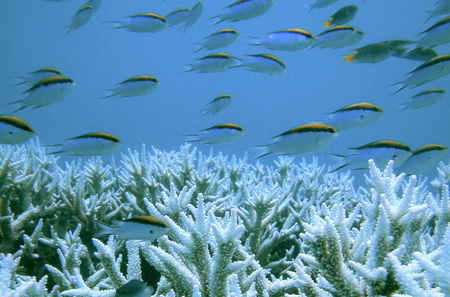 Corals are seen at the Great Barrier Reef in this January 2002 handout photo. Rising carbon dioxide levels in the world's oceans due to climate change, combined with rising sea temperatures, could accelerate coral bleaching, destroying some reefs before 2050, says a new Australian study. Picture taken January 2002. [China Daily via Agencies] 