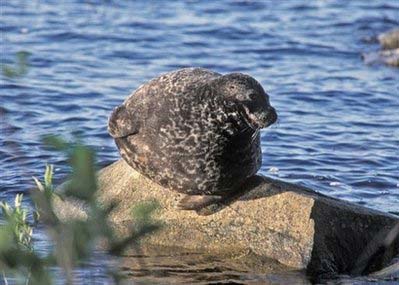 The rare Saimaa ringed seal, seen here, which lives only in Finland and whose population is estimated at just 260, is increasingly threatened by fishermen's nets and the melting of its icy habitat due to climate change, experts say. [China Daily via Agencies] 