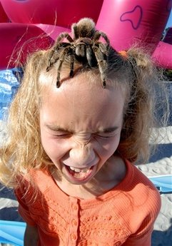 In this photo released by SeaWorld, Piper, a female Chilean rose-haired tarantula crawls on eight year-old Stephanie Domes's head at SeaWorld in San Diego on Wednesday October 22, 2008. The spider is part of SeaWorld's Animal Ambassador program, which features up-close encounters with the spider and other creatures at the park during- Halloween. [Agencies]