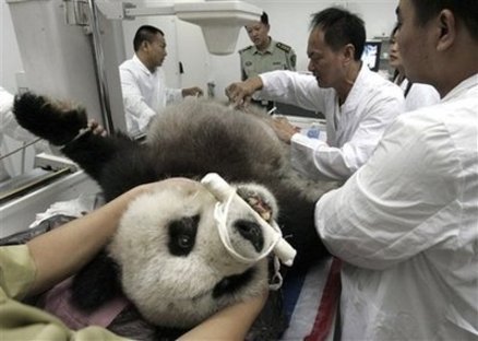 20-year-old panda Qi Hao, a survivor of the May 12 Sichuan earthquake, gets a thorough physical examination in Fuzhou, southeastern China&apos;s Fujian province, Oct. 30, 2008. The panda was transferred to the southern province four months ago after its home the Wolong Giant Panda Reserve Center in Sichuan was devastated by the earthquake. [Agencies]