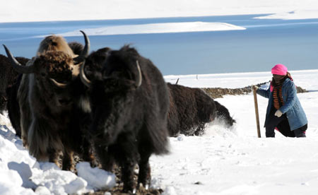 A local woman transfers the yaks after the worst snowstorm on record in Lhunze county in southwest China&apos;s Tibet Autonomous Region, Oct. 31, 2008. The snow-plagued southern Tibet is in dire need of fuel and fodders, while the government said measures are underway to reduce losses to herders. [Xinhua]