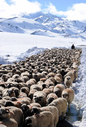 The sheep are transferred on a road from Lhunze to Cona, after the worst snowstorm on record in Lhunze county in southwest China&apos;s Tibet Autonomous Region, Oct. 31, 2008.