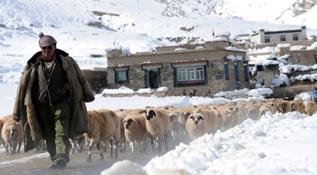 A local man transfers the sheep after the worst snowstorm on record in Lhunze county in southwest China&apos;s Tibet Autonomous Region, Oct. 31, 2008. [Xinhua]