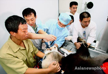 20-year-old panda Qihao, a survivor of the May 12 Sichuan earthquake, gets a root canal operation in Fuzhou, Fujian province, Oct. 30, 2008. The panda was transferred to the southern province four months ago after its home the Wolong Giant Panda Reserve Center in Sichuan was devastated by the earthquake. 
