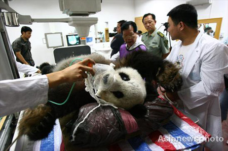 20-year-old panda Qihao, a survivor of the May 12 Sichuan earthquake, gets a thorough physical examination after a root canal operation, in Fuzhou, southeastern China's Fujian province, Oct. 30, 2008. The panda was transferred to the southern province four months ago after its home the Wolong Giant Panda Reserve Center in Sichuan was devastated by the earthquake. 