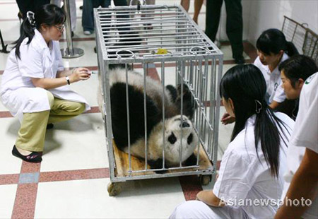 20-year-old panda Qihao, a survivor of the May 12 Sichuan earthquake, gets an anaesthetic injection as it is prepared for surgery on its teeth, in Fuzhou, southeastern China's Fujian province Oct. 30, 2008. The panda was transferred to the southern province four months ago after its home the Wolong Giant Panda Reserve Center in Sichuan was devastated by the earthquake.