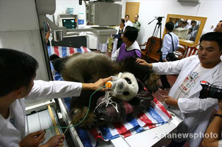 20-year-old panda Qihao, a survivor of the May 12 Sichuan earthquake, gets a thorough physical examination after a root canal operation, in Fuzhou, southeastern China's Fujian province, Oct. 30, 2008. The panda was transferred to the southern province four months ago after its home the Wolong Giant Panda Reserve Center in Sichuan was devastated by the earthquake. 