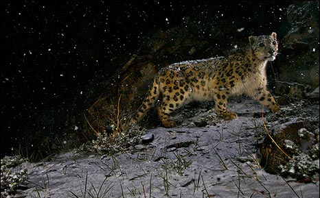 This leopard in snow, shot in the mountainous regions of India, earned the award for 'best wild life photographer' for Steve Winter. 