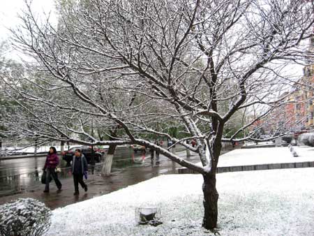 Photo taken on Nov. 3, 2008 shows the snow scenery in Jilin city, northeast China's Jilin Province. A snow hit the city on Monday.