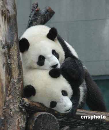 Giant panda pair hopefully to arrive in Taiwan