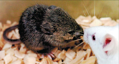 This picture released on Monday by Japanese natural science research center Riken in Kobe, Hyogo prefecture, shows a mouse(left) cloned by a new technology using a dead cell of a mouse that had been preserved at -20c. [Agencies via China Daily] 