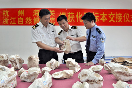 Photo taken on Nov. 5, 2008 shows a smilodon skull fossil seized by the customs of Hangzhou, a city of east China's Zhejiang Province. [Xinhua] 