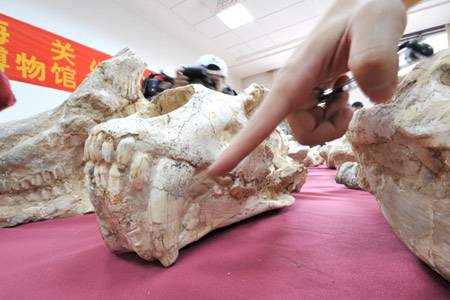 Photo taken on Nov. 5, 2008 shows a smilodon skull fossil seized by the customs of Hangzhou, a city of east China's Zhejiang Province. [Xinhua] 