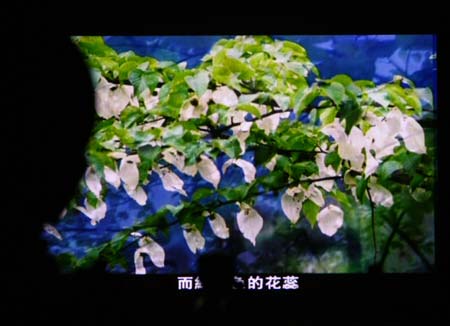 A video showing Nyssaceae is seen during a news conference co-held by the Taiwan-based Straits Exchange Foundation (SEF) and mainland's Association for Relations Across the Taiwan Straits (ARATS) in Taipei, southeast China's Taiwan Province, Nov. 6, 2008. 